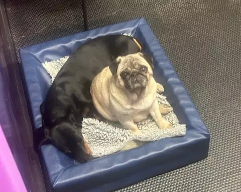 Hundpensionat Nacka